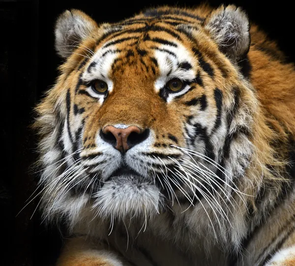 Amur tijger in de zomer — Stockfoto