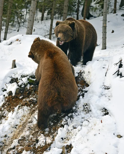 Urso marrom na floresta no inverno — Fotografia de Stock