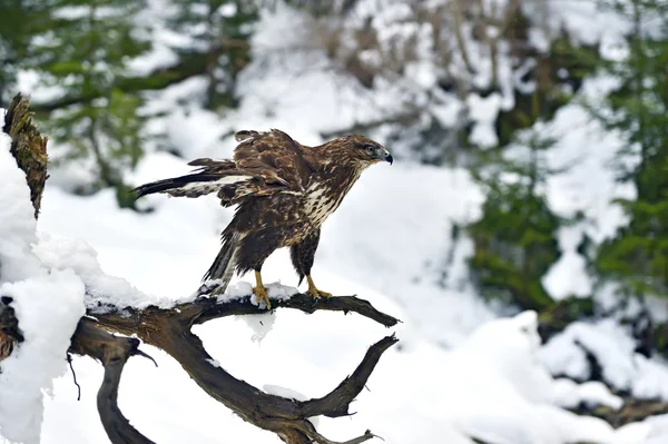 Mäusebussard — Stockfoto