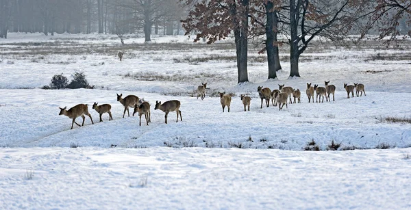 冬に斑点を付けられたシカの群れ — ストック写真