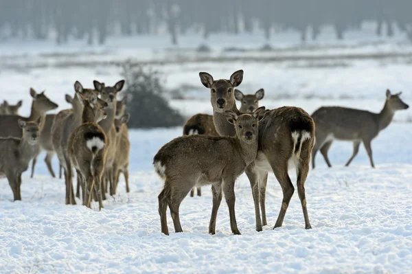 Стадо пятнистых оленей зимой — стоковое фото