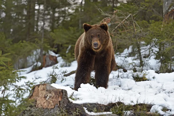 Urso marrom na floresta no inverno — Fotografia de Stock