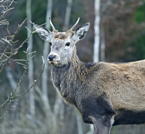 Cervo rosso nel loro habitat naturale — Foto Stock