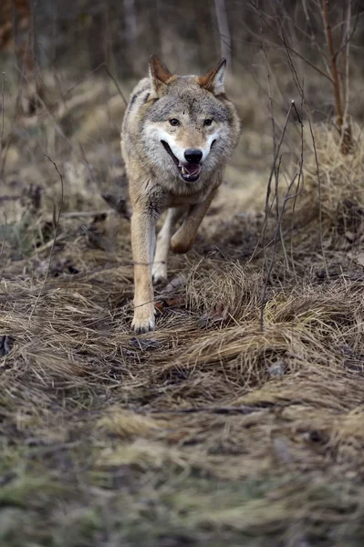Lobo cinzento na floresta — Fotografia de Stock