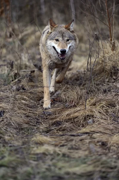 Gray Wolf in the woods — Stock Photo, Image