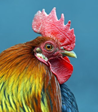 pet portre horoz çiftlik