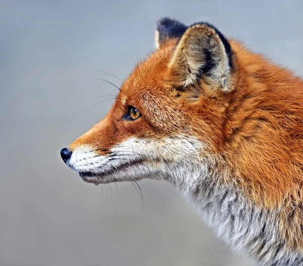 Портрет лисицы в естественной среде обитания — стоковое фото