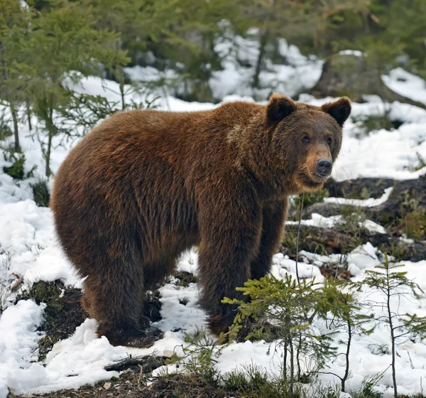 Medvěd hnědý v lese v zimě — Stock fotografie