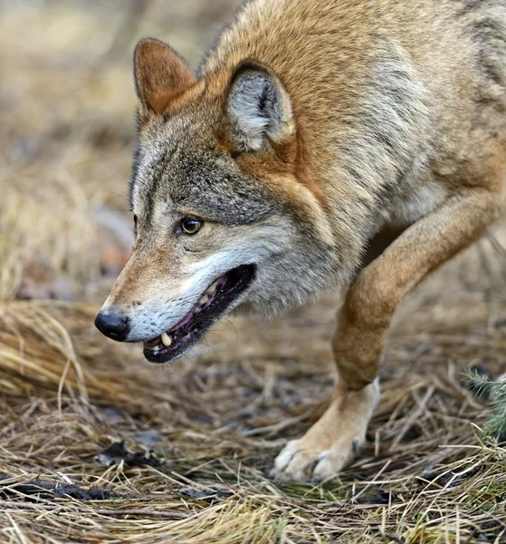 森の中で灰色オオカミ — ストック写真