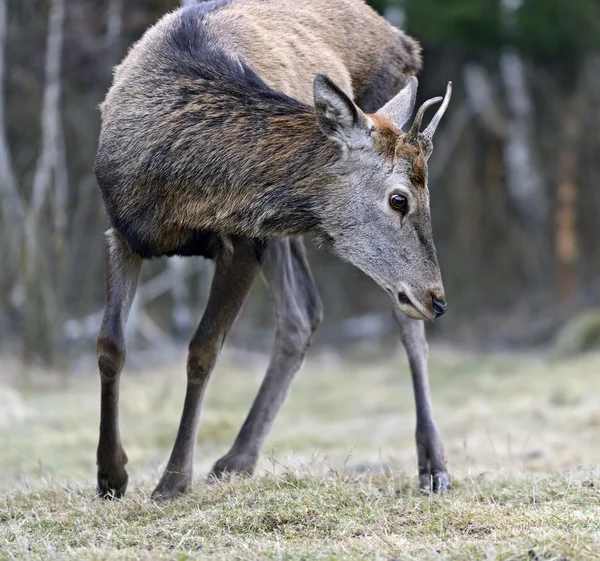 Rode herten in hun natuurlijke habitat — Stockfoto