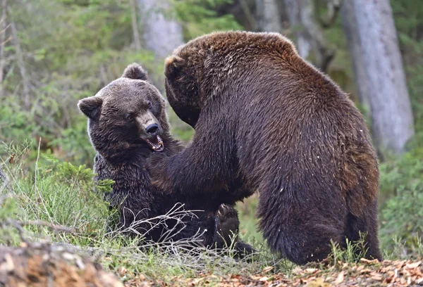 Brown bear — Stock Photo, Image