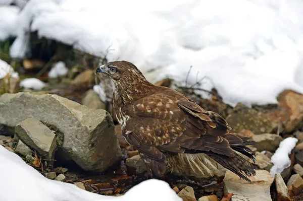 Buzzard — Stock Photo, Image