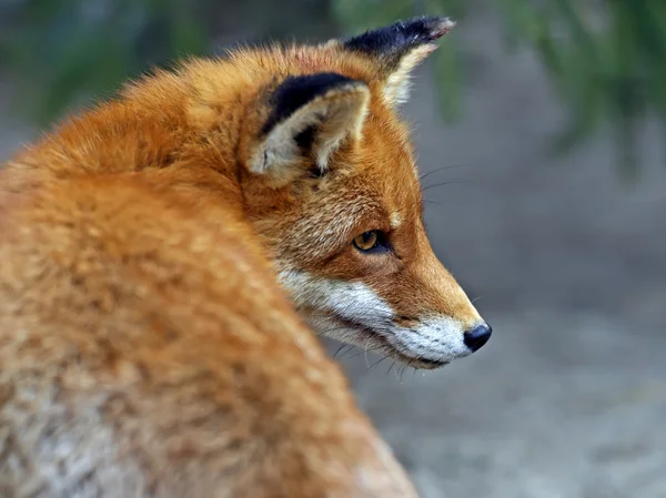 Fox porträtt i naturliga livsmiljöer — Stockfoto