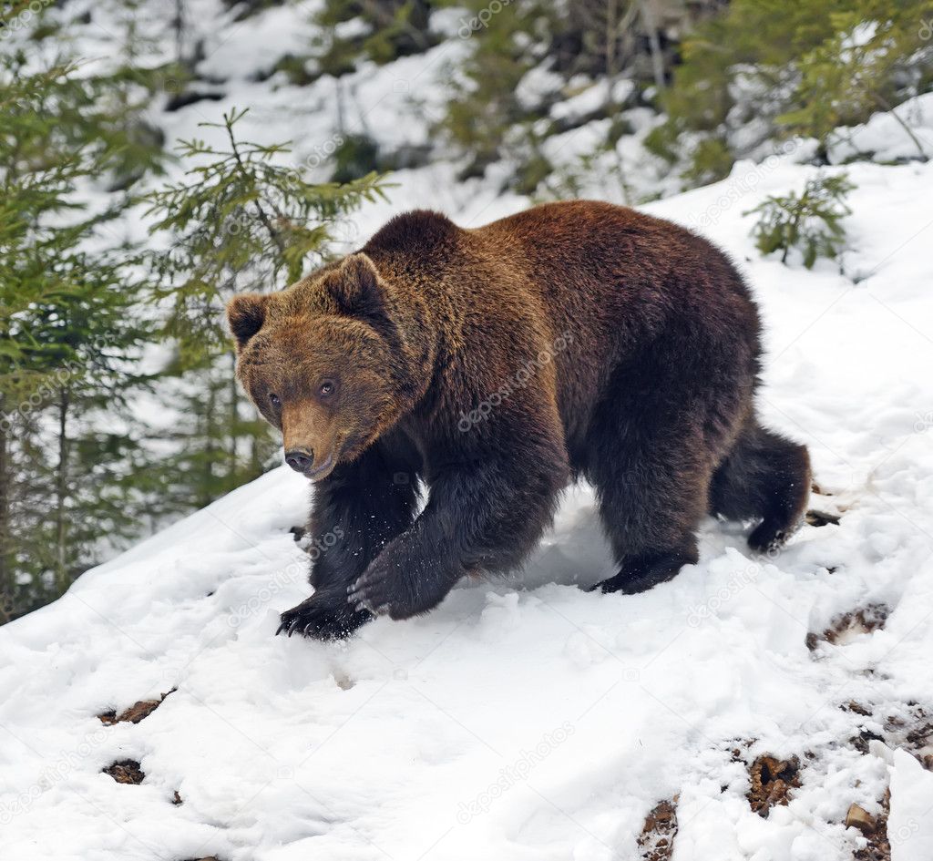 Brown bear in the woods in winter