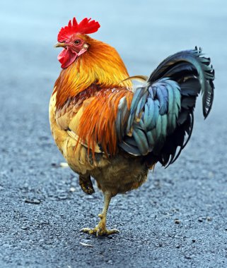 pet portre horoz çiftlik