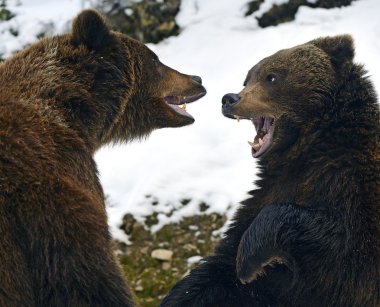 boz ayı kış ormanda