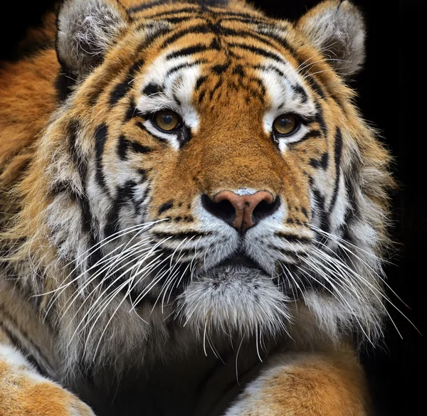 Amur tijger in de zomer — Stockfoto