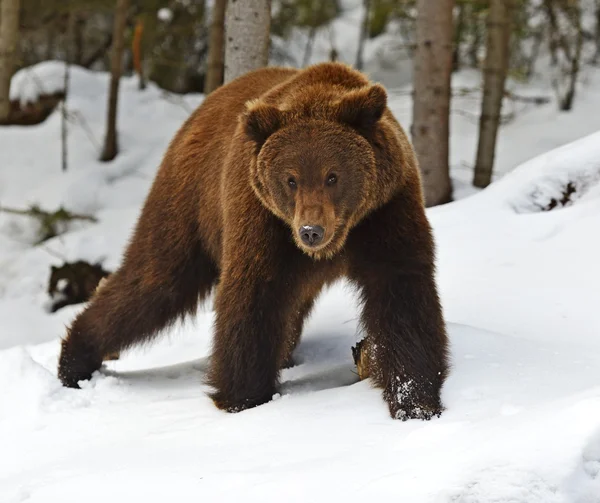 Brown bear in the woods in winter — Stock Photo, Image