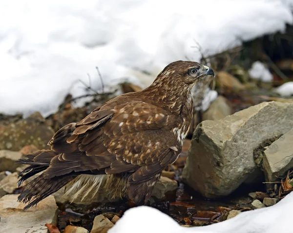 Mäusebussard — Stockfoto