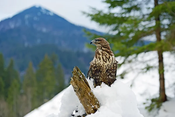 Mäusebussard — Stockfoto