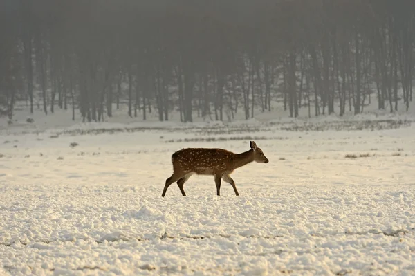 Kışın benekli geyik sürüsü — Stok fotoğraf