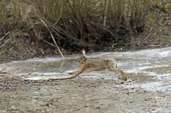 Europese grijze hazen in de natuur — Stockfoto