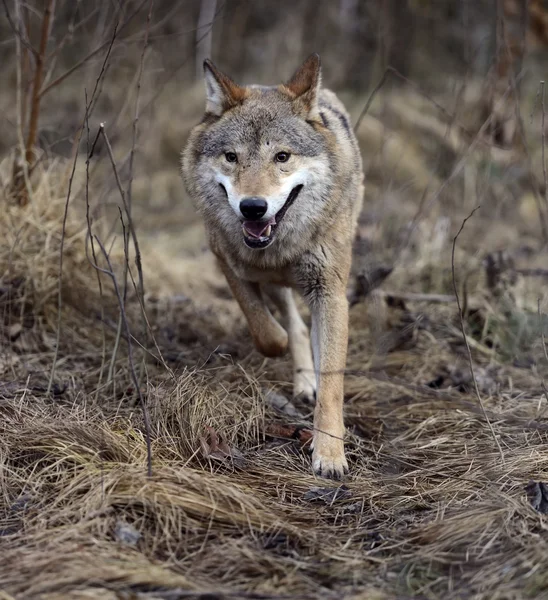 Grauer Wolf im Wald — Stockfoto