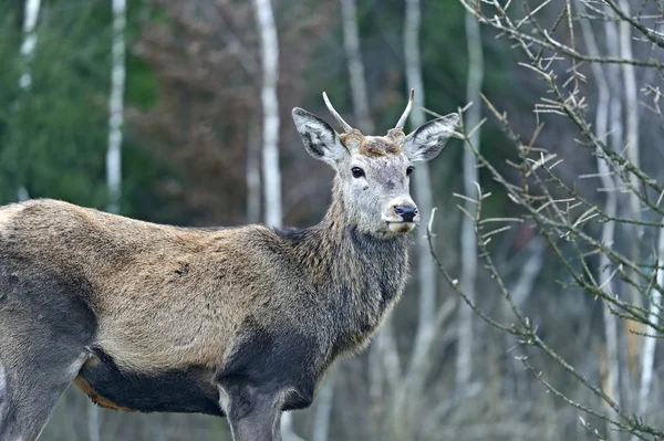 Kronhjort i deras naturliga livsmiljöer — Stockfoto