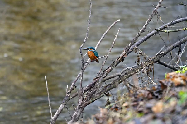 Птица Kingfisher в городском парке — стоковое фото