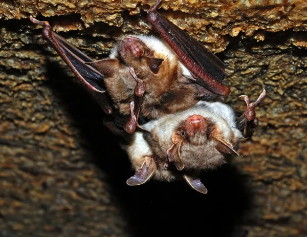 蝙蝠在其自然栖息地 — 图库照片