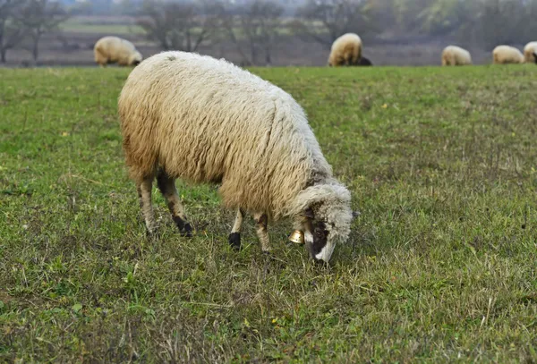 Стадо овец на горном пастбище — стоковое фото