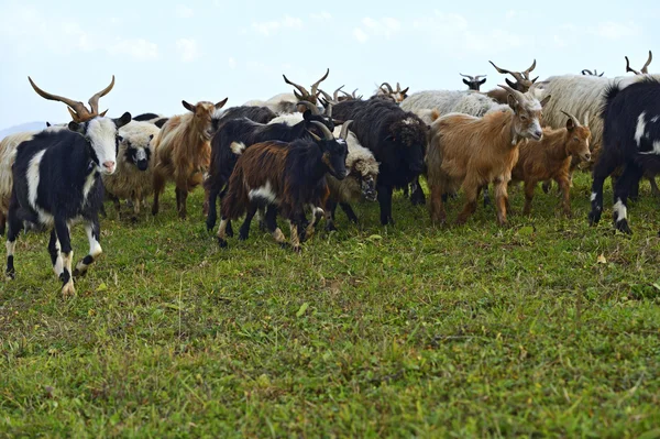 Kudde schapen op een berg grasland — Stockfoto