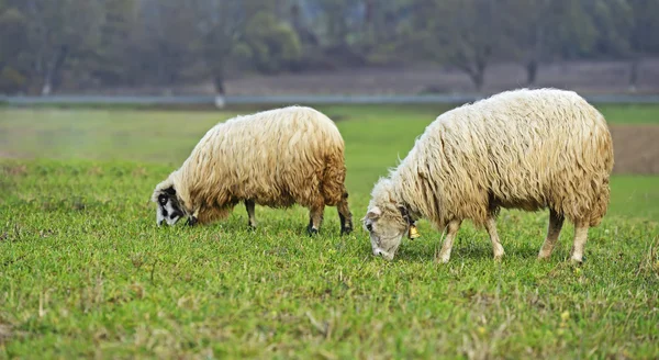 Troupeau de moutons dans un pâturage de montagne — Photo