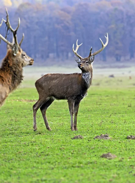 Gefleckter Hirsch — Stockfoto