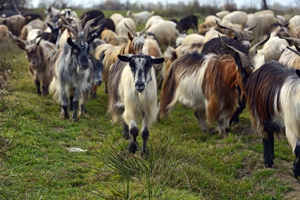 Manada de ovejas en un pastizal de montaña — Foto de Stock