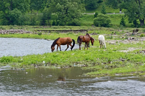 Caballo sobre un fondo de montaña — Foto de Stock