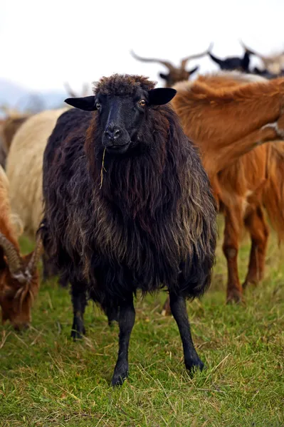 Herd of sheep on a mountain pasture — Stock Photo, Image