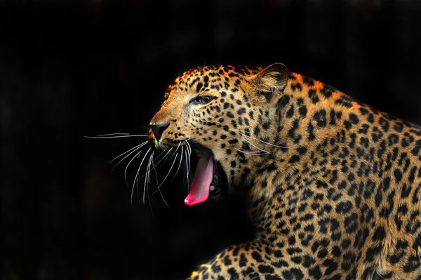 Retrato del leopardo en su hábitat natural — Foto de Stock