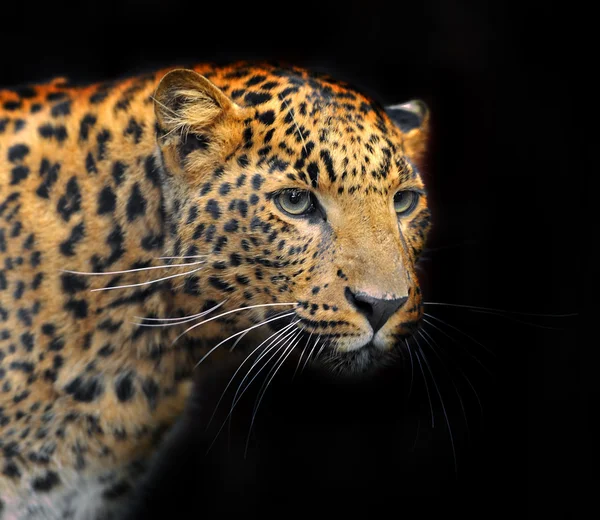 Retrato del leopardo en su hábitat natural —  Fotos de Stock