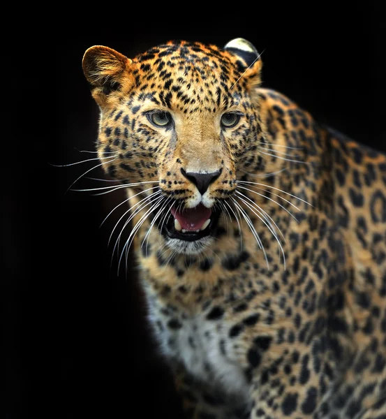 Portrait of leopard in its natural habitat — Stock Photo, Image