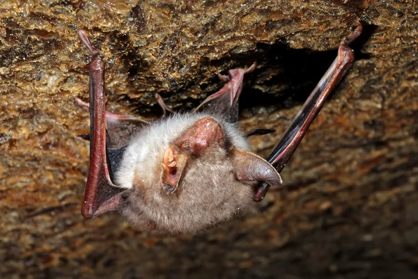 Fledermäuse in ihrem natürlichen Lebensraum — Stockfoto