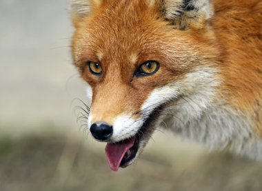 Fox portre