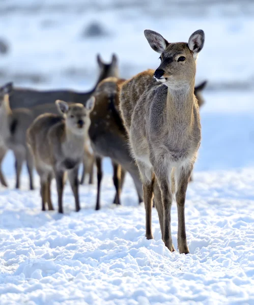 Una manada de ciervos manchados —  Fotos de Stock
