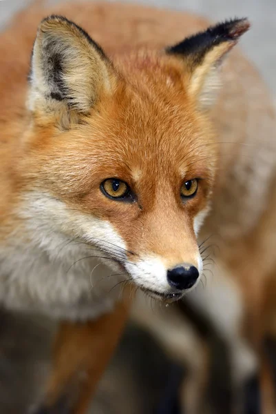 Retrato de Fox —  Fotos de Stock