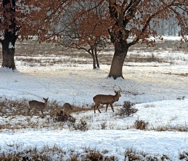 A herd of spotted deer — Stock Photo, Image