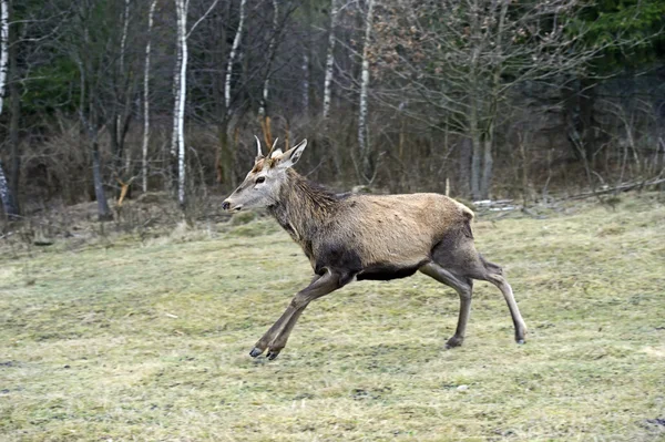 Cerf rouge — Photo