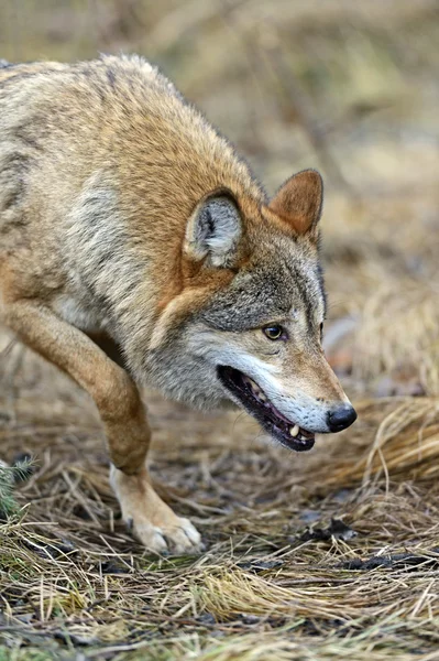 Grijze wolf — Stockfoto