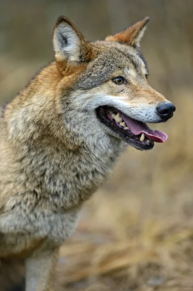 Grijze wolf — Stockfoto