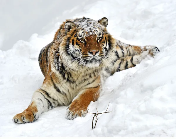 Amur tijger — Stockfoto