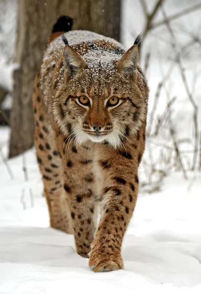 Wild lynx — Stockfoto